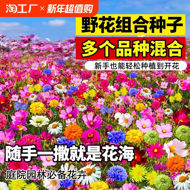 野花组合花种子室外波斯菊花种籽子四季播种开花庭院格桑花种籽子