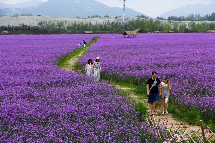 柳叶马鞭草种子多年生四季播种耐寒花籽婚纱摄影花海景观花种籽子