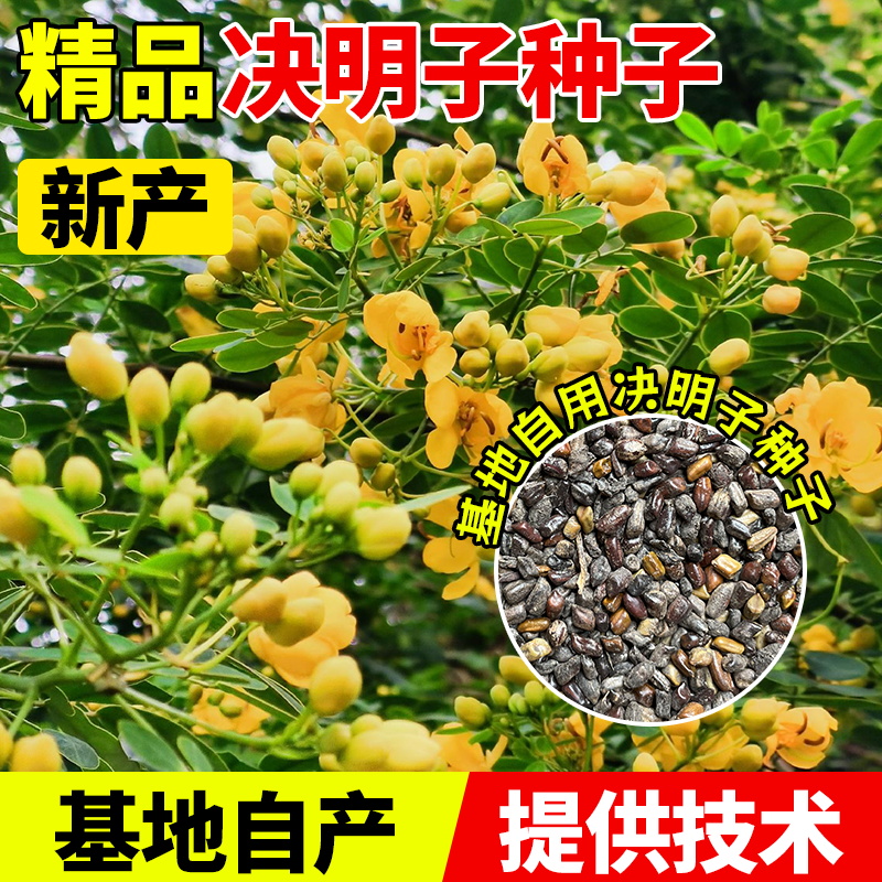 决明子种子护坡固土植物灌木草种籽枣林景观绿化边坡高速公路草籽