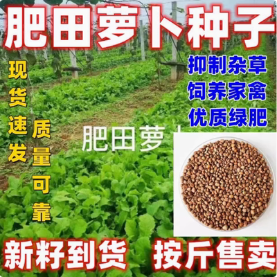 肥田萝卜种子四季包邮论斤销售抑制杂草乱生耐贫瘠除草青饲料绿作