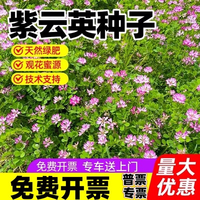 紫云英种子红花草种子养蜂蜜源高产绿肥牧草种子食用野菜种籽