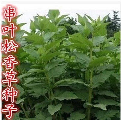 牧草种子串叶松香草种子 牧草种子 牲畜食用 松香草种子