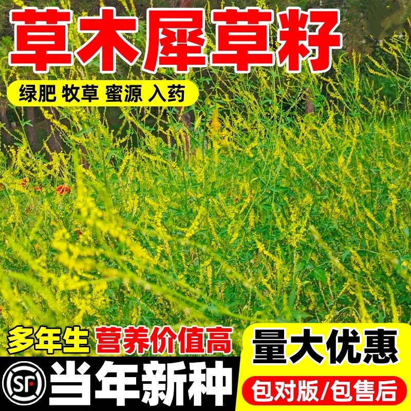 草木犀种子草木樨籽优质牧草种黄花草绿肥耐旱耐寒耐贫瘠蜜源草籽