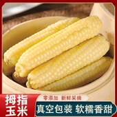 云南西双版 纳拇指玉米即食早餐代餐新鲜手指糯玉米迷你手指小玉米玉米无糖低脂即食减肥早餐低脂饱腹减肥减肥食品