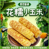 云南西双版 低脂小玉米香甜玉米即食代餐 纳小花糯玉米新鲜真空包装