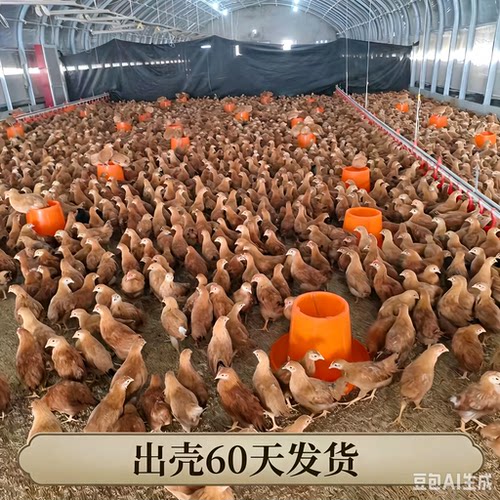 苏禽绿壳蛋鸡正宗土鸡农家散养土鸡草鸡走地鸡笨鸡土鸡