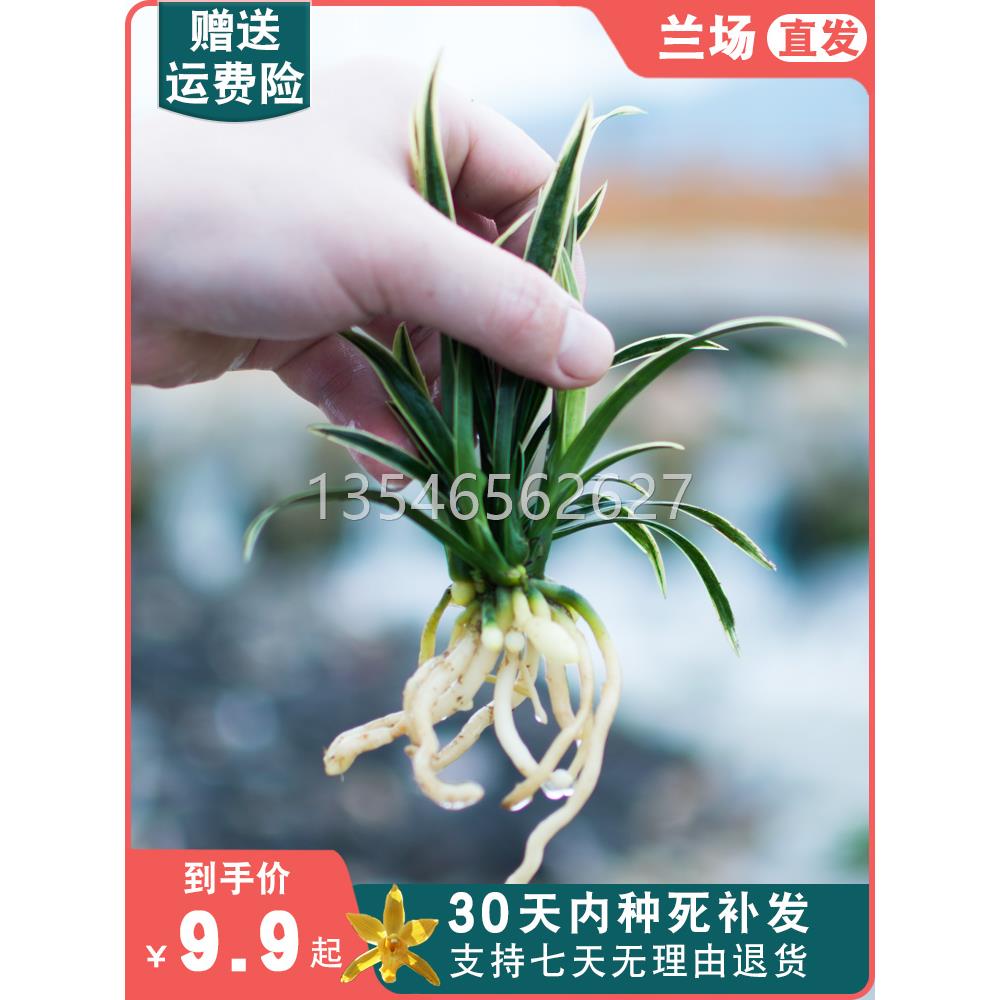 神童冠矮种兰花苗室内盆栽花卉易活绿植兰草盆景小兰花小绿植桌面
