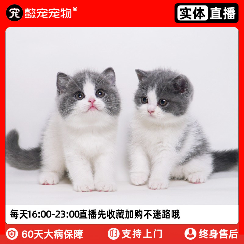 懿·宠英短蓝白猫纯种蓝猫幼猫活物蓝胖子宠物猫咪活体实体门店