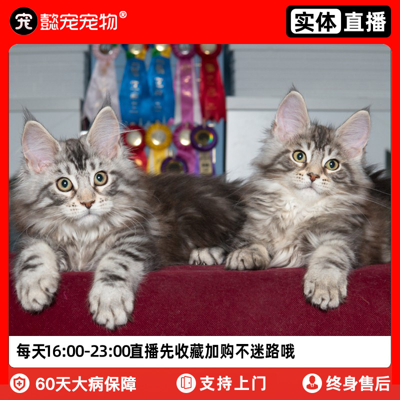 懿·宠缅因猫纯种幼猫银虎斑巨型猫活体宠物猫咪库恩猫实体猫舍使用感如何?