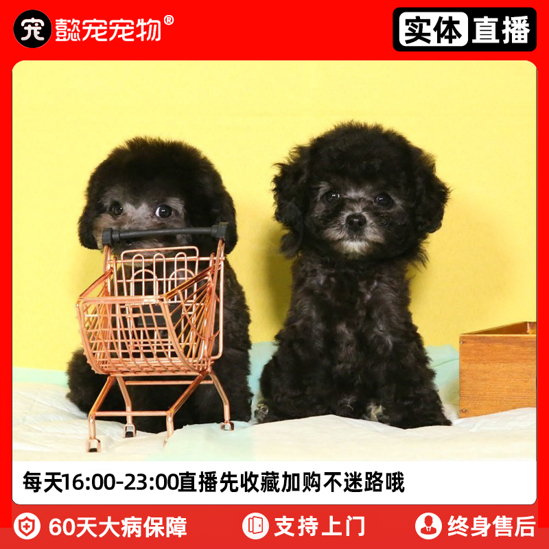 懿宠泰迪幼犬纯种灰泰迪活体宠物狗狗小型犬小体贵宾上海实体犬舍