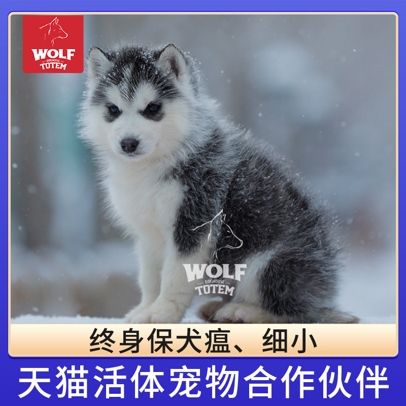 北京纯种哈士奇幼犬血统赛级宠物狗狗活体犬舍公母蓝眼黑白二哈