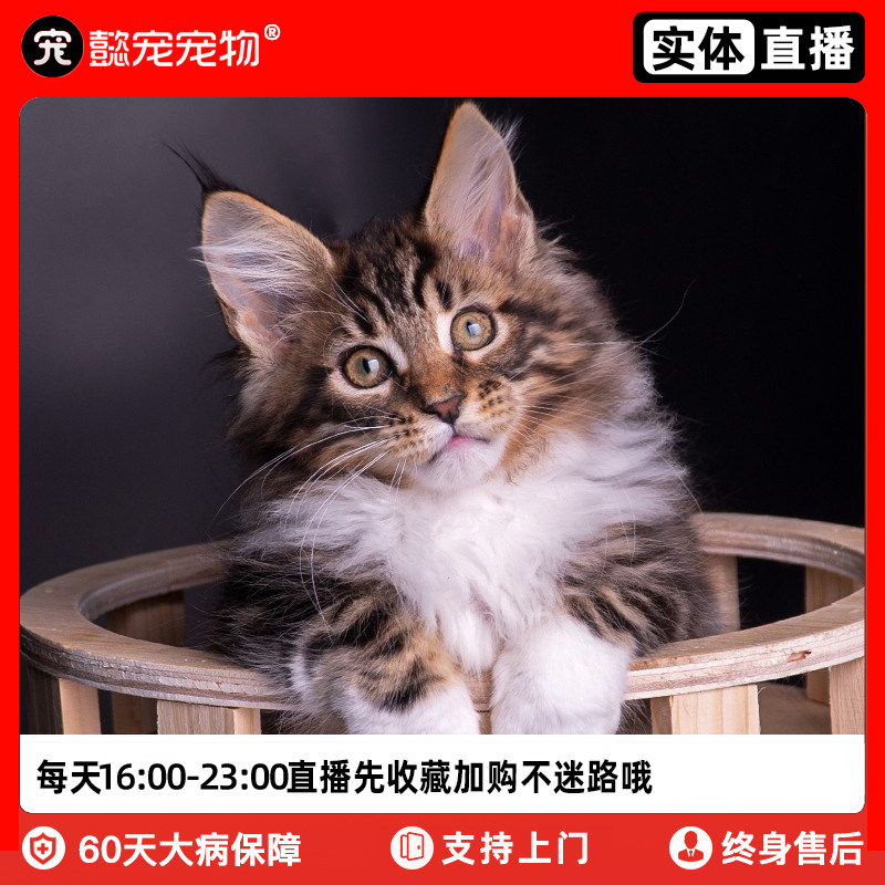 懿·宠缅因猫纯种幼猫活体库恩宠物猫活物挪威深林巨型猫咪门店属于什么档次？