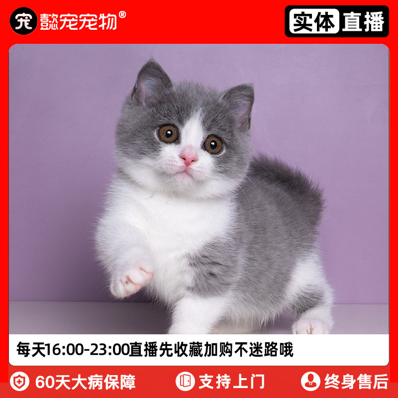 懿·宠曼基康矮脚猫纯种幼猫拿破仑短腿猫活体宠物猫咪活物门店