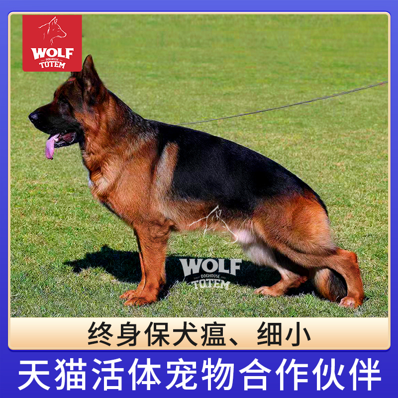 纯种德牧幼犬大型犬德国东德牧羊犬活体双血统平背警犬弓背黑背