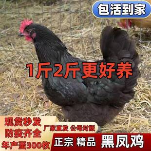 纯种黑凤鸡活苗绿壳蛋鸡苗小鸡活苗乌骨鸡五黑鸡1斤黑凤土鸡活苗
