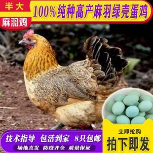 高产麻羽绿壳蛋鸡活体活苗绿壳蛋鸡苗脱温苗五黑鸡下蛋鸡包活到家