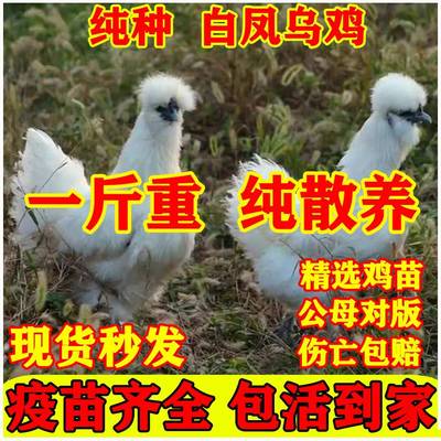 一斤正宗白凤乌鸡活苗纯种泰和乌鸡脱温白羽小鸡活苗农家散养土鸡
