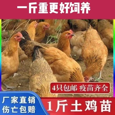 1斤左右正宗土鸡1斤脱温鸡幼苗活鸡小鸡苗小笨鸡农家散养现货