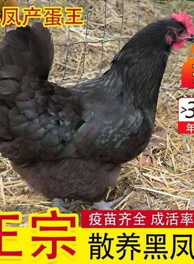 正宗黑凤鸡活苗鸡母鸡纯种产蛋王乌骨鸡土鸡小鸡苗脱温小鸡仔活体