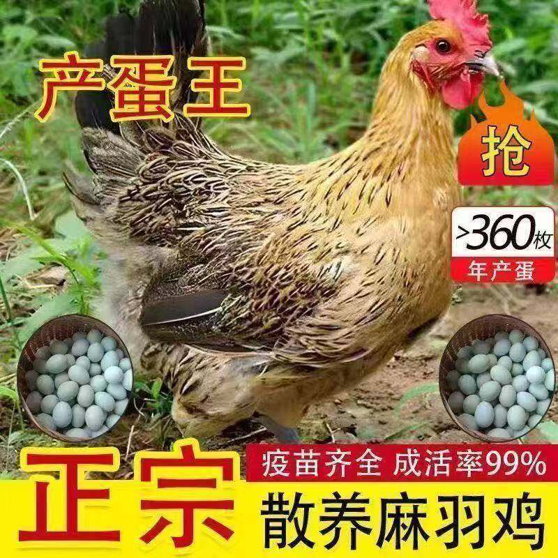 正宗麻羽鸡活苗纯种高产麻羽鸡活苗绿壳蛋鸡活苗脱温麻鸡蛋王鸡苗,农用物资,动物种苗,淘宝优惠券,粉丝福利购,淘宝优惠卷
