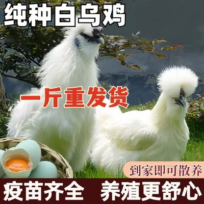 现货一斤纯种泰和乌鸡苗活体白凤乌鸡小鸡苗白毛乌骨鸡活苗竹丝鸡