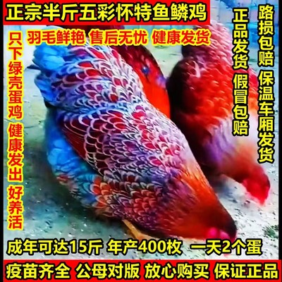 正宗半斤五彩怀特鱼鳞鸡