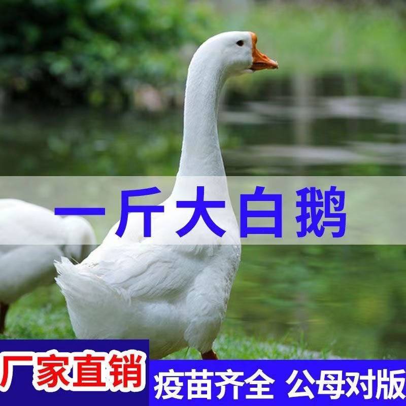 一斤左右三花鹅脱温鹅大白鹅皖西鹅四季鹅下蛋鹅包活到家活体活苗