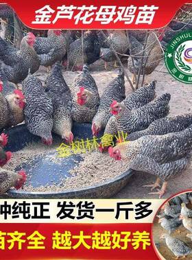 正宗大种金芦花鸡活苗脱温半大一斤高产下蛋母鸡公阉鸡土鸡小鸡仔