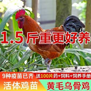 1-2斤四川泸州龙马乌鸡黄毛乌骨鸡土鸡肉鸡黑肉鸡活鸡苗脱温苗