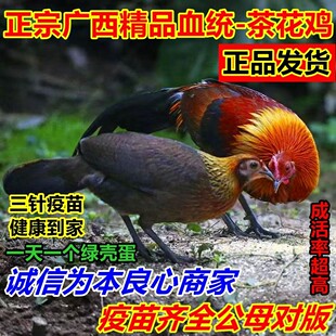 正宗广西原种一斤茶花鸡活苗七彩小鸡脱温好养小脚稀有品种鸡好养