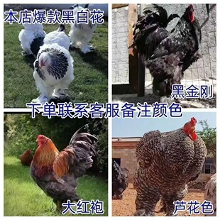 一斤正宗婆罗门梵天鸡苗活苗巨型纯种脱温观赏进口大型宠物小鸡苗