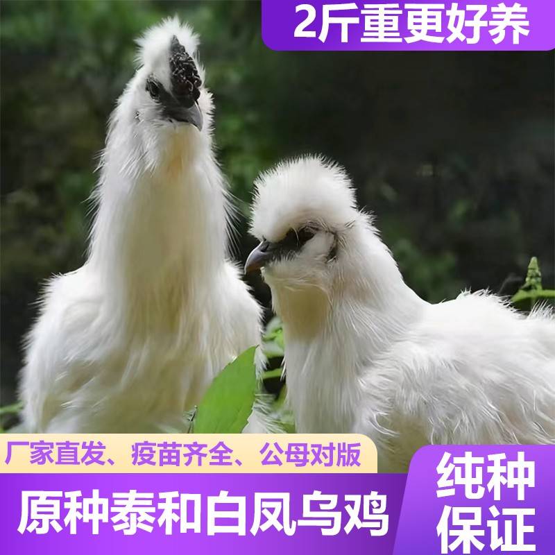纯种2斤泰和乌鸡活苗乌骨鸡脱温小鸡活苗白凤鸡乌鸡乌骨小鸡活苗