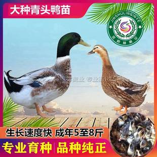 广西大种青头鸭活苗正宗麻鸭绿头土鸭水鸭杂交肉鸭出壳小鸭子幼苗