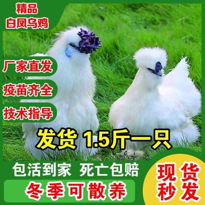 一斤正宗白凤乌鸡小鸡活苗纯种泰和乌鸡散养绿壳蛋鸡脱温青年土鸡