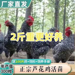 现货2斤快大型芦花正宗黑芦花金芦花肉鸡蛋鸡小鸡苗活苗脱温苗