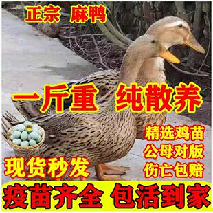 一斤正宗麻鸭子活苗脱温金锭鸭苗青头鸭子散养绿壳蛋鸭子番鸭蛋鸭