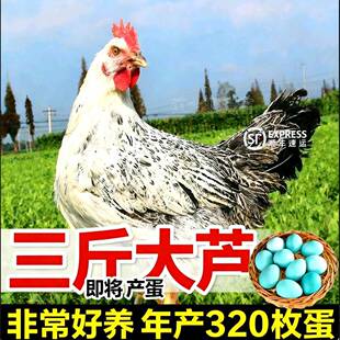散养三斤白芦花鸡农家产蛋鸡正宗白羽鸡稻花鸡母鸡快下蛋土鸡活苗