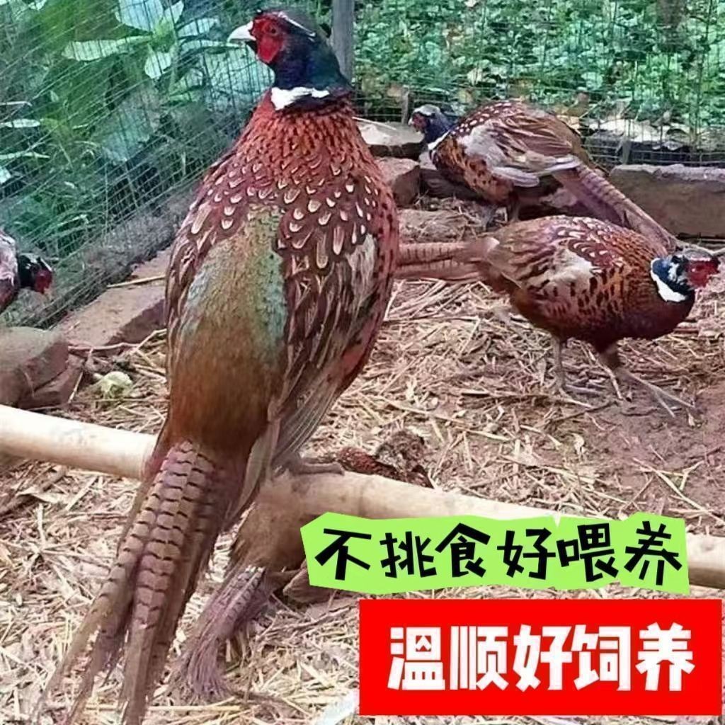 包邮七彩山鸡活体观赏鸡