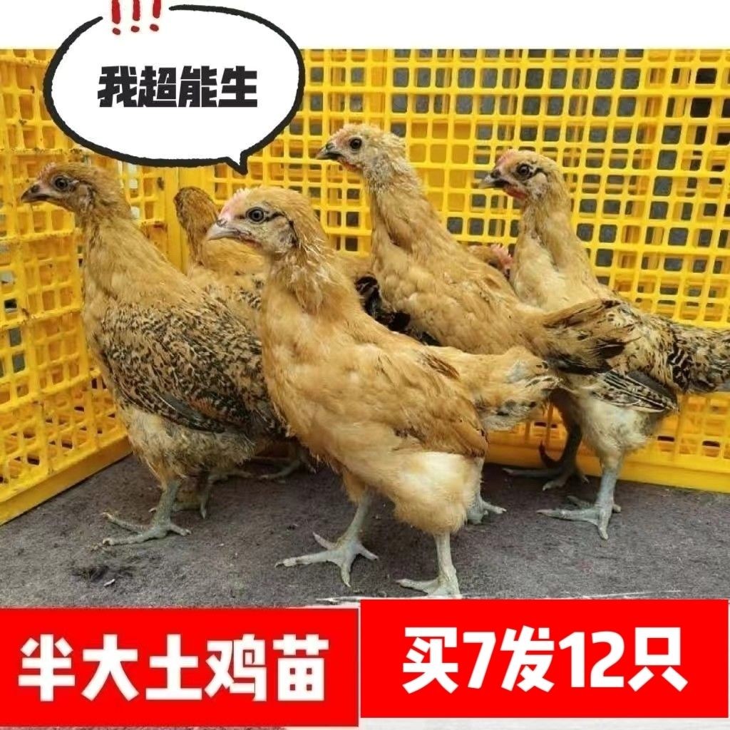 家养小鸡半鸡土鸡青脚鸡产蛋王鸡下蛋活鸡散养