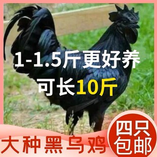 一斤黑乌鸡苗乌骨鸡活的绿壳蛋鸡黑乌鸡半大土鸡到家即可散养乌鸡