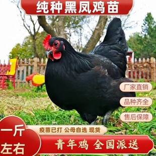 纯种黑凤鸡活苗高产绿壳蛋黑羽土鸡苗脱温苗红冠青年鸡苗 包活 包邮