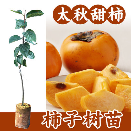 甜柿子苗嫁接树苗太秋甜柿带叶带泥脆甜保证真苗广西
