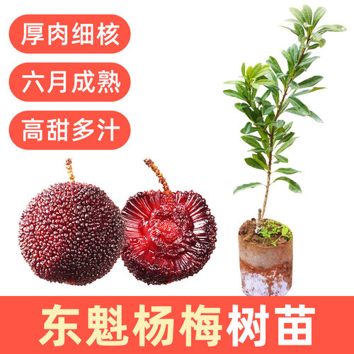 东魁杨梅树苗大果广西品种