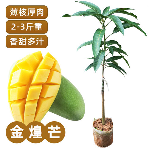 广西金煌芒果树苗嫁接正宗品种