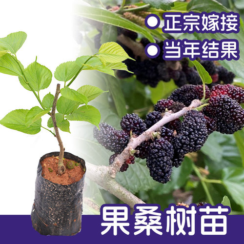 果桑树苗桑葚大果长果嫁接苗当年结果广西发货可盆栽