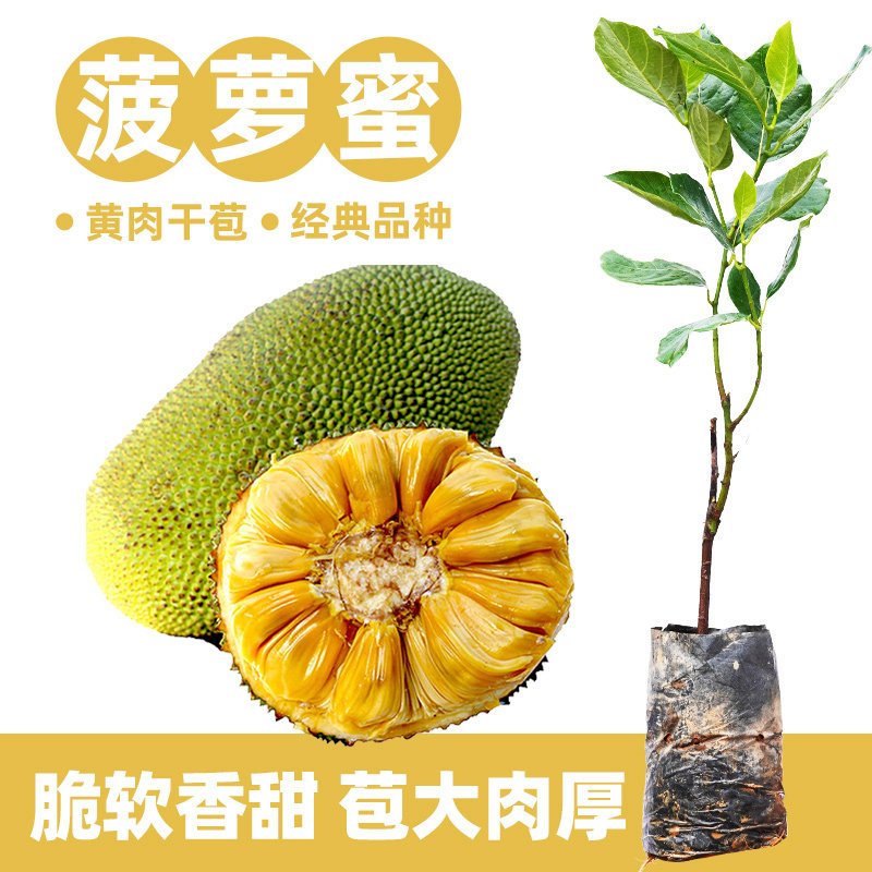 菠萝蜜树苗黄肉干苞甜脆嫁接正宗品种带叶马来西亚一号广西