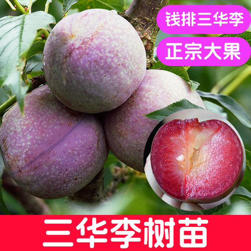 钱排三华李子树苗钱排易活