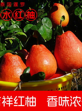 红柚香水柚泰国暹罗柚红皮柚子嫁接真苗带叶带泥