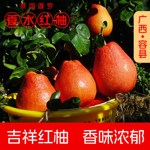 红柚香水柚泰国暹罗柚红皮柚子嫁接真苗带叶带泥