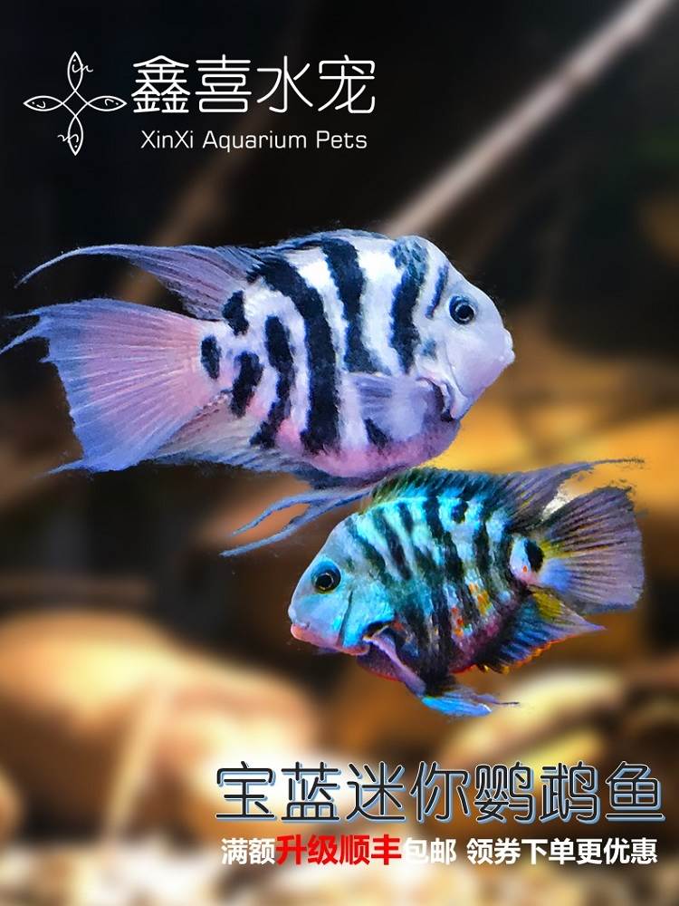 包邮宝蓝迷你鹦鹉鱼热带鱼精品种鱼一对亚成鱼苗好养